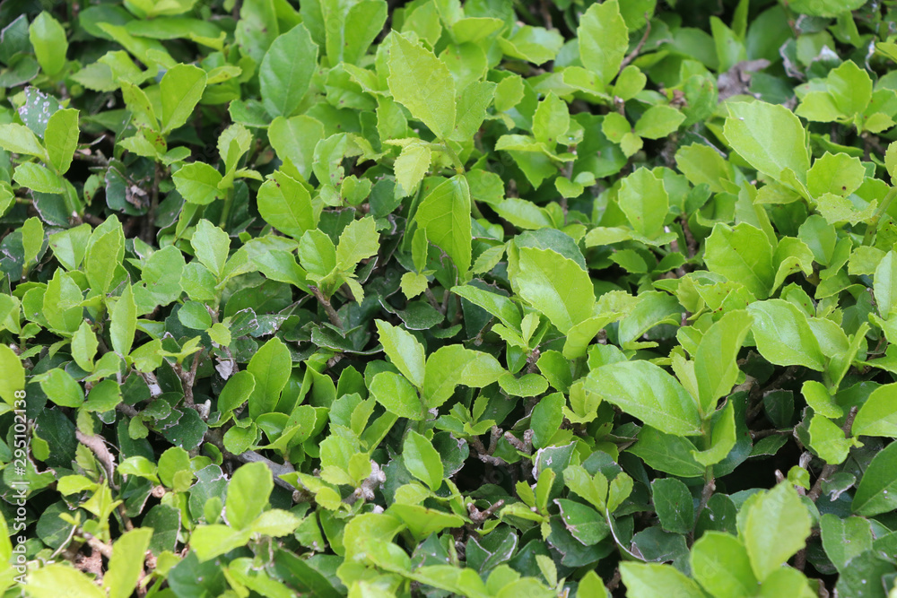Obraz premium Beautiful green leaves bright color in the garden background