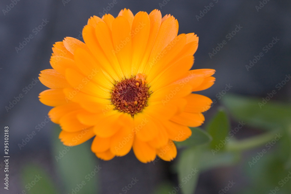 Ringelblume 1 Ringelblume 1