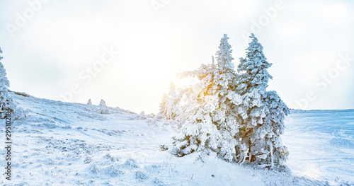 Zauberhafte Winterlandschaft mit verschneiten Tannenbäumen
