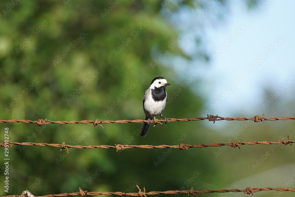 Fototapeta premium Pliszka ,ptak 