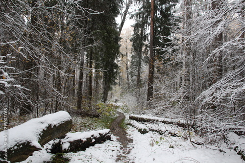 Wallpaper Mural path in forest in winter with fallen logs  Torontodigital.ca