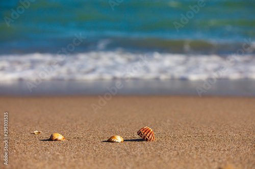 Shells on the beach with the blue sea in the background