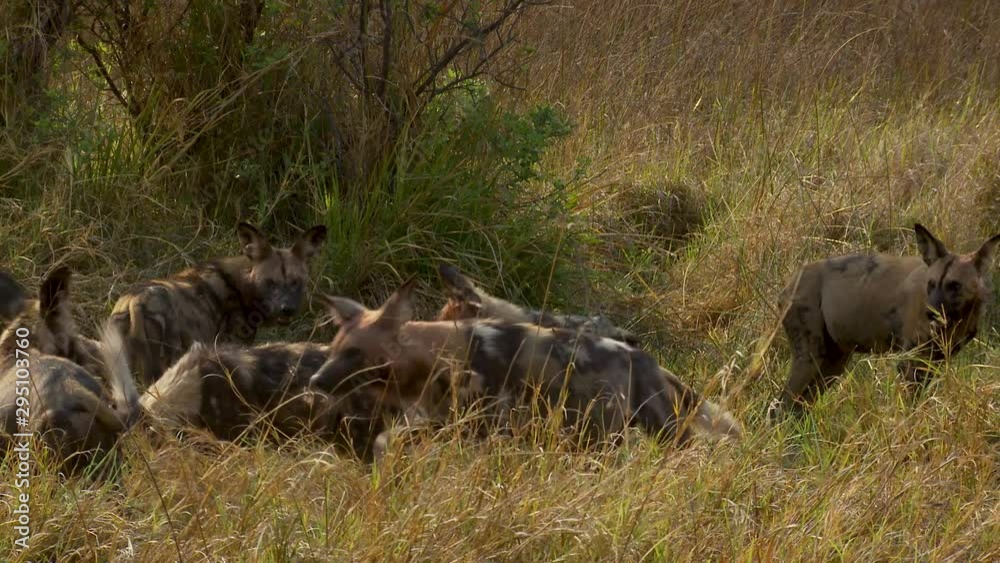 Large group of African wild dogs in the tall grass in Okavango Delta Africa. Large group of African wild dogs in the tall grass in Okavango Delta Africa.