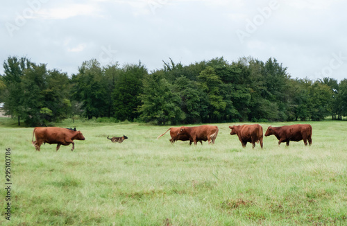 Cattle with farm dog chasing