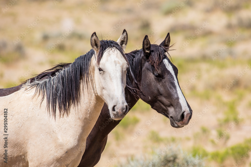 Obraz premium Wild Horses