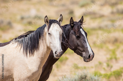 Wild Horses © Taylored Photos