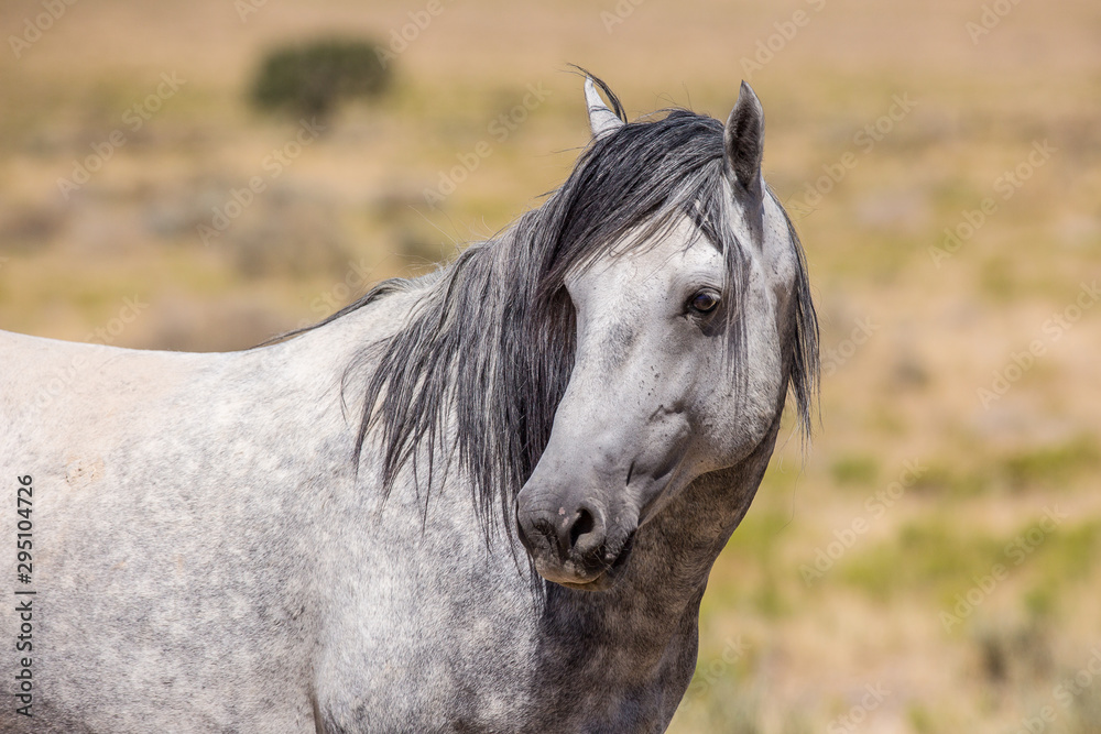 Obraz premium Wild Horses