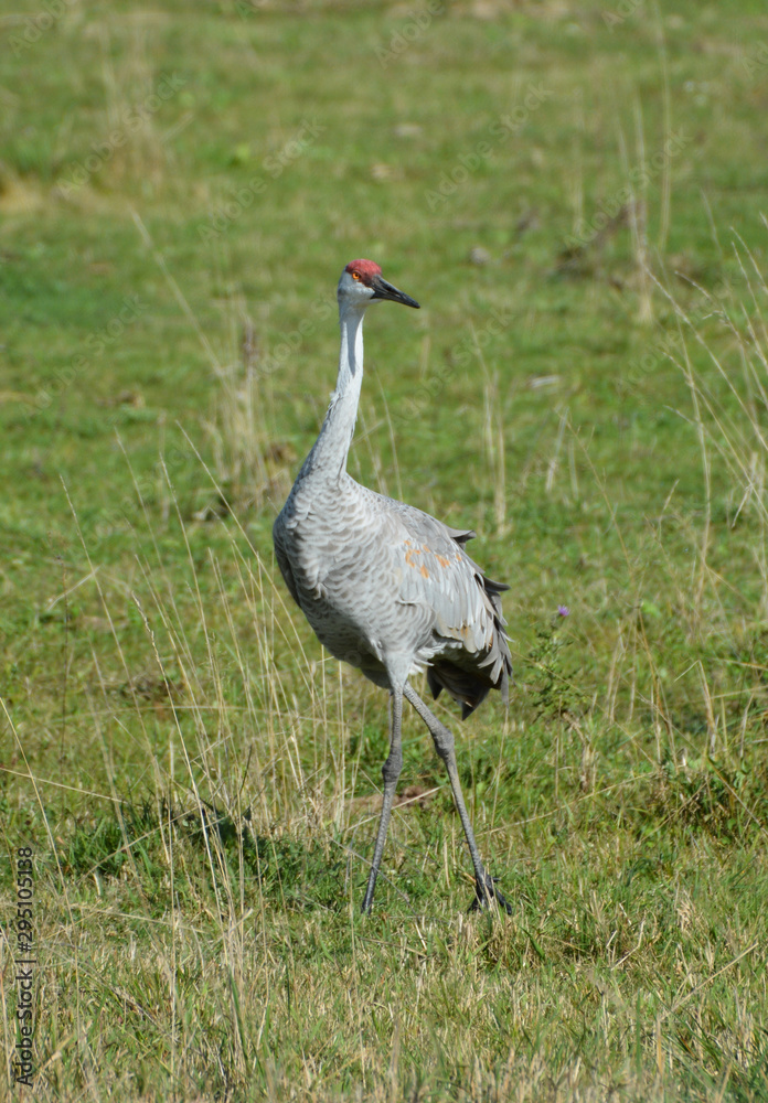 Obraz premium Sandhill Crane