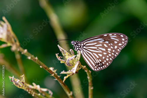 Blue Glassy Tiger Ideopsis vulgaris macrina