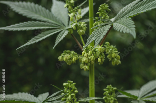 Detail of male cannabis plant flowering photo