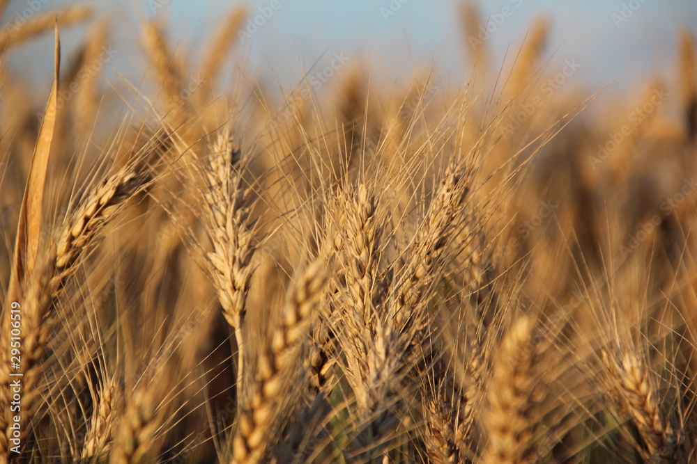 wheat wheat