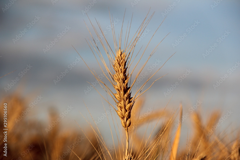 Fototapeta premium wheat gold