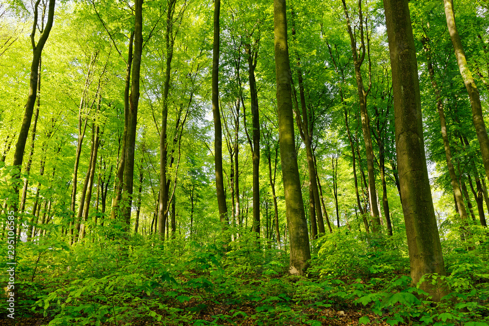 Rotbuchenwald mit Naturverjüngung Rotbuchenwald mit Naturverjüngung