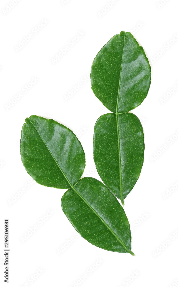 Bergamot leaf isolated on white background