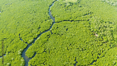 River in tropical mangrove green tree forest top view. Mangrove jungles, trees, river. Mangrove landscape