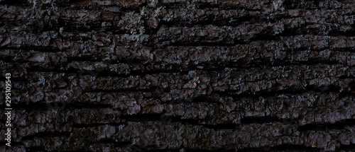 Wood bark texture. Dark wooden background. Tree close up. Nature backdrop. Horizontal Wallpaper. 