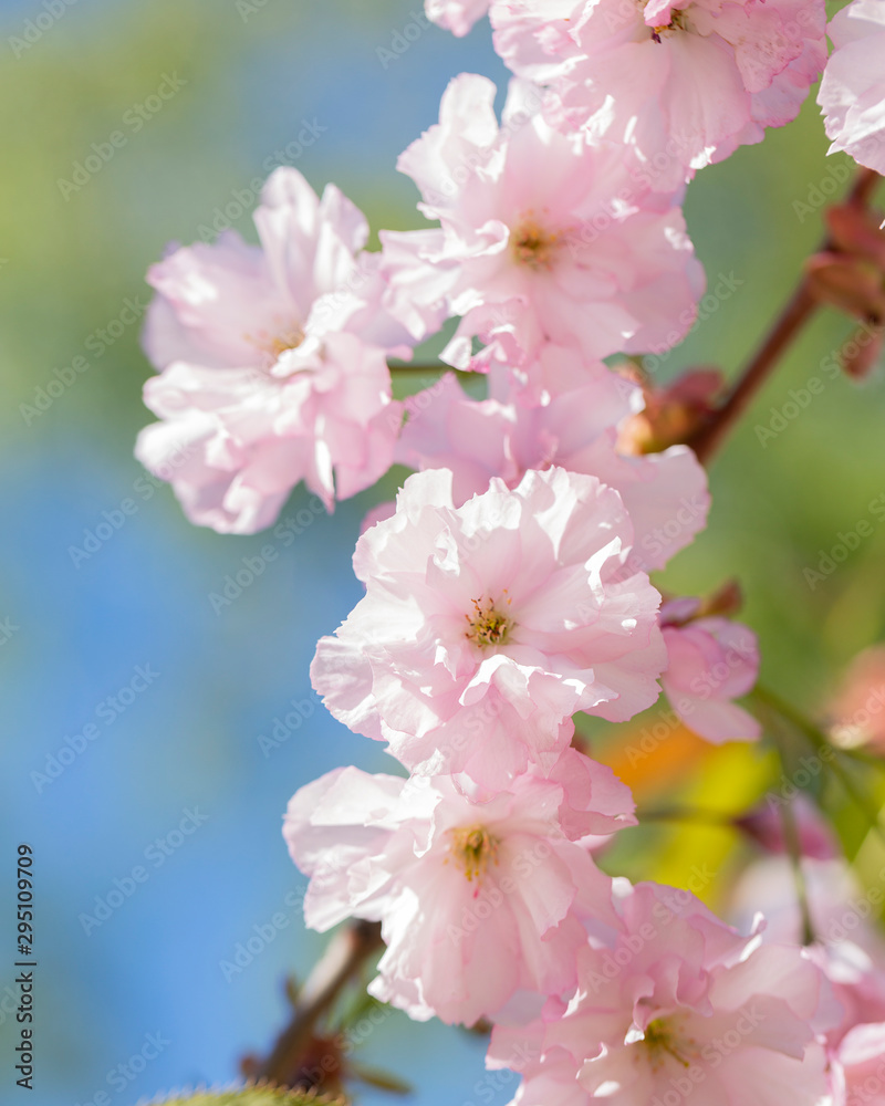 Close up of beautiful pink sakura flowers. Soft focus Cherry Blossom or Sakura flower on blue sky background. Selective focus