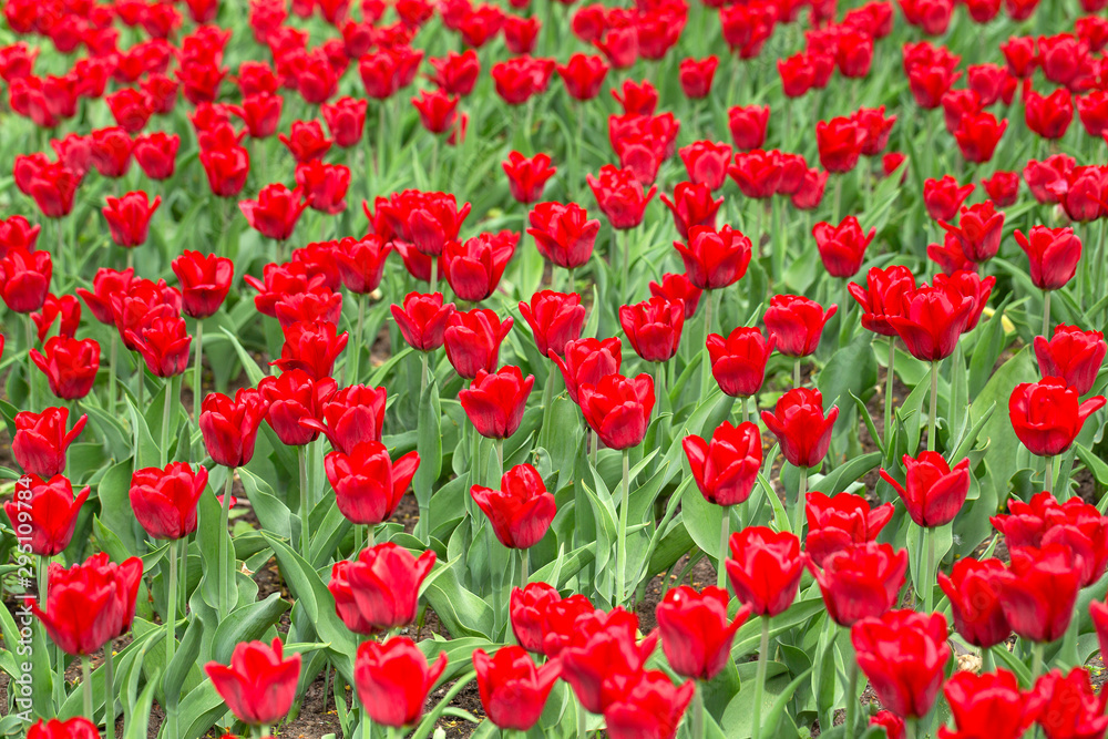 Flowers in garden, red tulip. Beautiful colourful tulip background in spring. Natural view of flower blooming in the garden. Selective focus