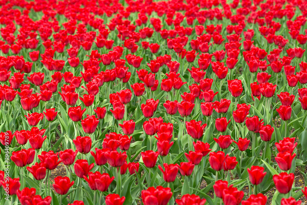 Red tulips in the park. Spring landscape. Field of blooming spring flowers tulips.  Selective focus
