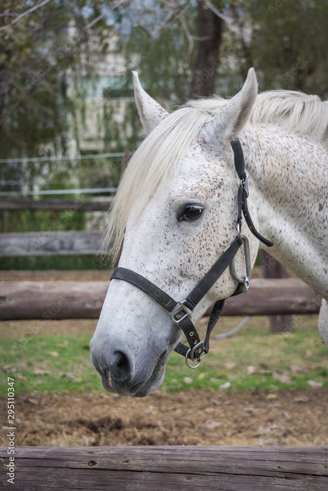 Caballo 11 Caballo 11