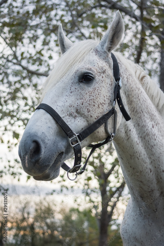 Obraz premium Caballo 21