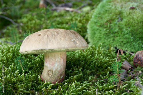 Inedible mushroom Caloboletus calopus growing in the moss in the spruce forest. Also know as the bitter beech bolete or scarlet-stemmed bolete. Mushroom with gray-brown cap and yellow-red stem.