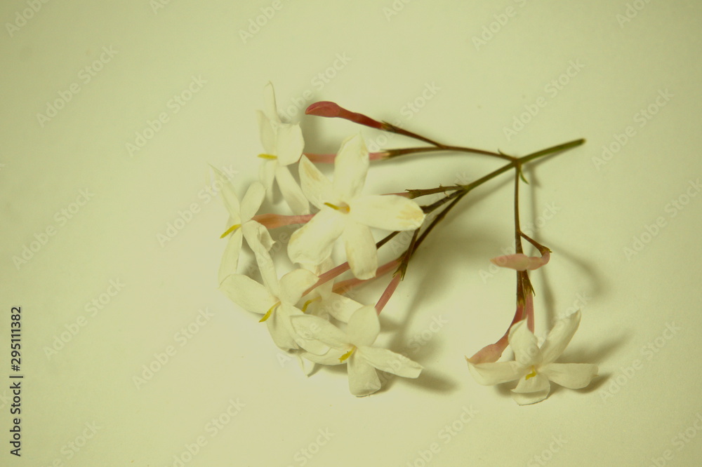 Flores de jazmin con fondo blanco. foto de Stock | Adobe Stock