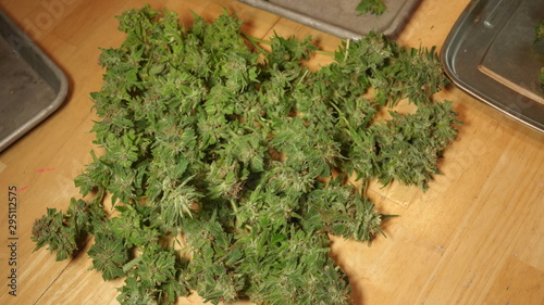 Harvested cannabis buds on table