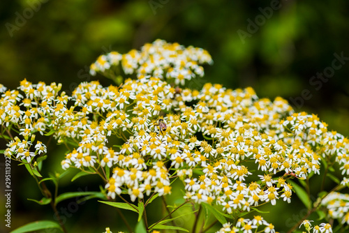 Parasol Whitetop Wildflowers