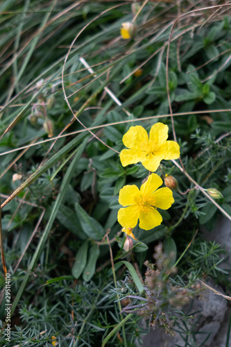 Common rockrose (Helianthemum nummularium) in flower Monte Poieto in Italy photo