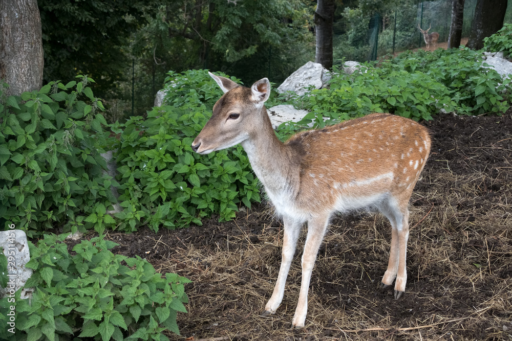 Fallow Deer (Dama dama) at Monte Poieto in Italy Fallow Deer (Dama dama) at Monte Poieto in Italy
