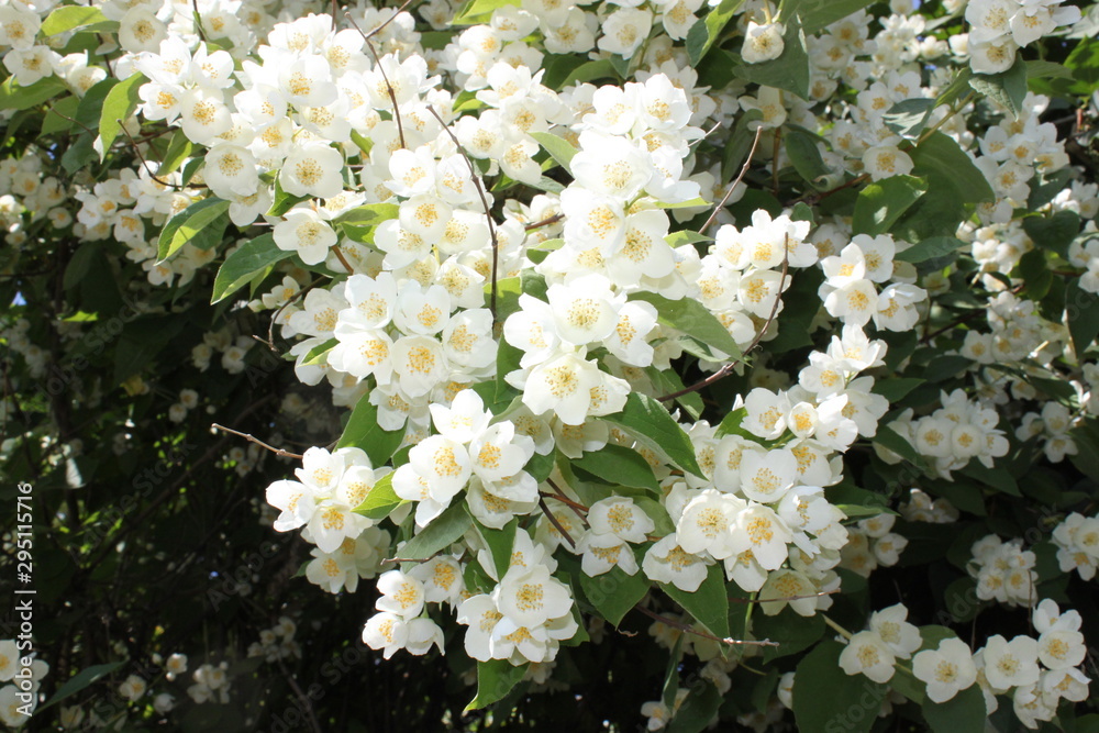 white flowers in garden white flowers in garden