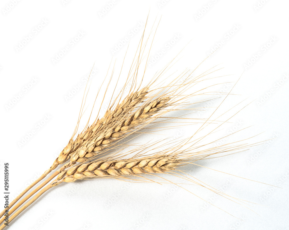 wheat spikelets on a white background wheat spikelets on a white background