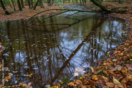 autumn, river in the forest