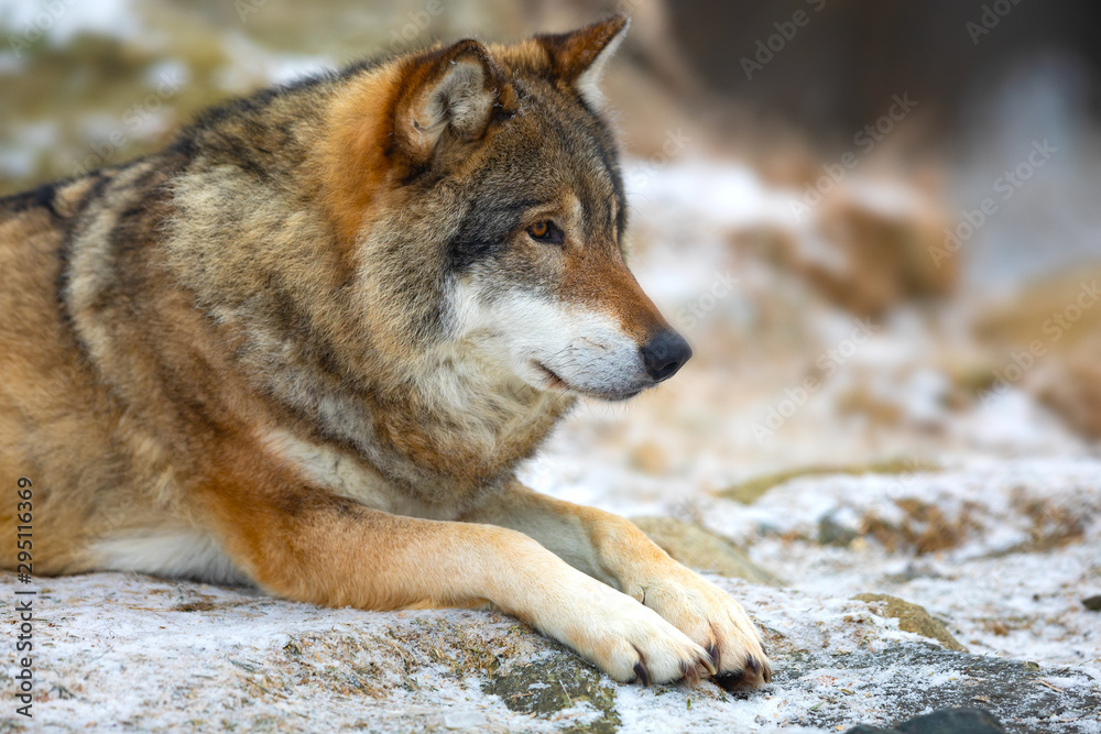 Fototapeta premium Beautiful wolf rests in the forest in early winter