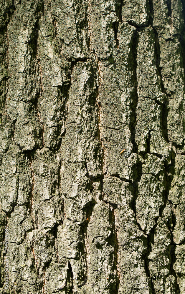 Relief texture of the brown bark of a tree Relief texture of the brown bark of a tree