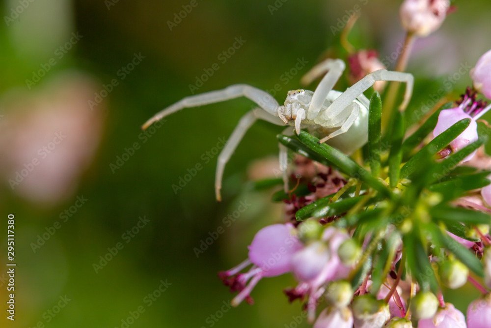Misumena vatia - Goldenrod Crab Spider Misumena vatia - Goldenrod Crab Spider
