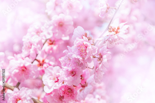 Beautiful cherry blossom. Spring background with pink sakura flowers