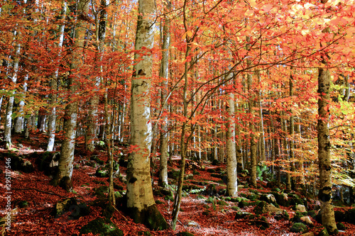 Photography beautiful colors in the autumn forest