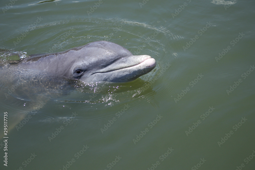 Fototapeta premium Friendly Dolphin