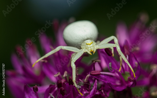 Misumena vatia - female photo