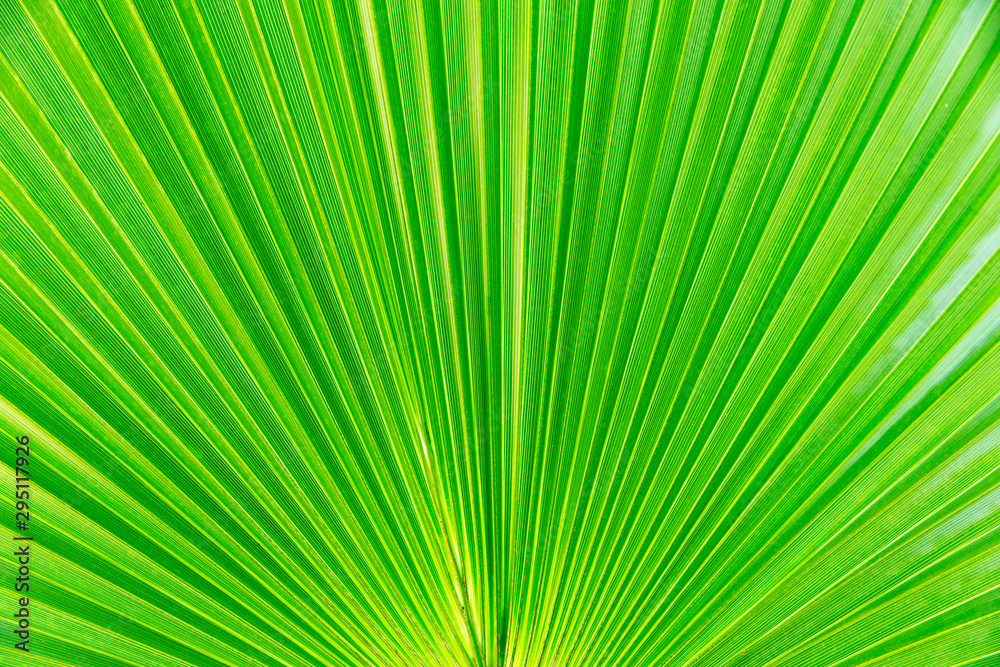 Green leaf surface close up texture background image Green leaf surface close up texture background image