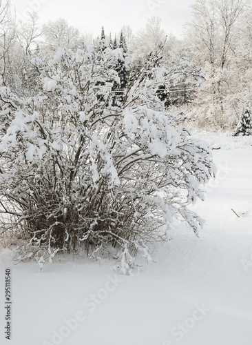 Snow Covered shrub in winter setting