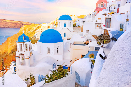 Cat in picturesque streets of Oia village on Santorini Island with traditional white architecture and greek orthodox churches with blue domes over Caldera at sunrise, Greece. Shallow depth of field