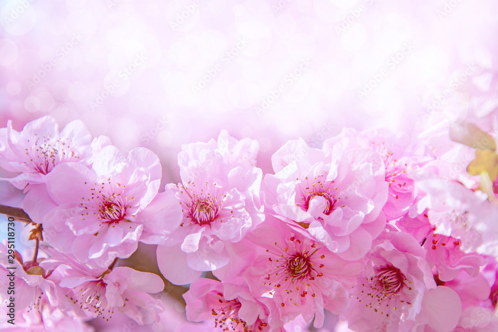Beautiful cherry blossom. Spring background with pink sakura flowers