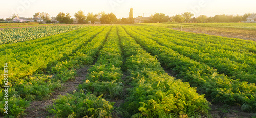 Carrot plantations in the sunset light. Growing organic vegetables. Eco-friendly products. Agriculture and farming. Plantation cultivation. Selective focus