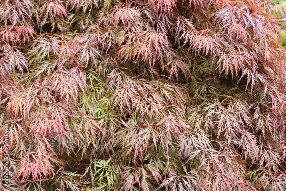 Pink leaves of Japanese maple (Acer palmatum). Pink leaves of Japanese maple (Acer palmatum).
