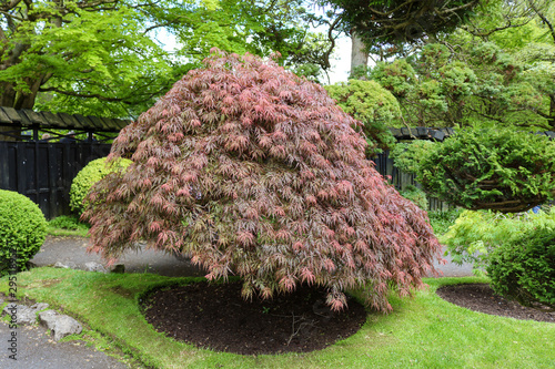 Japanese maple (Acer palmatum) in a Japanese Garden.