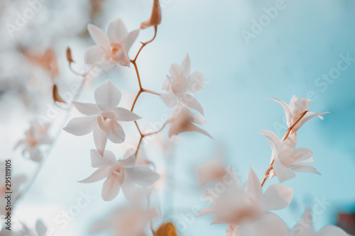spring and summer season with tropical flowers concept from white orchid bloom with beauty bright sky background © tickcharoen04