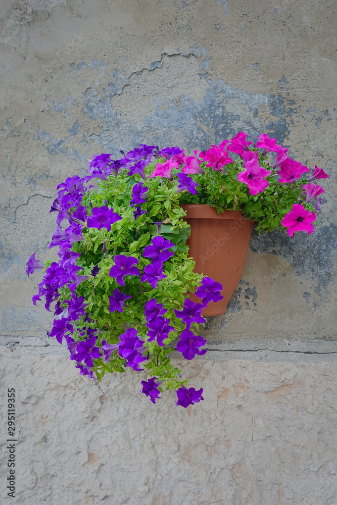 Wall-mounted flower pot with vibrant purple and pink flowers on an external stone wall